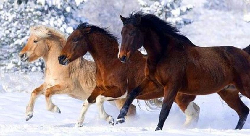 Зимняя прогулка на лошадях! Конные прогулки верхом по зимнему лесу со скидкой 60% от конного клуба «Рублевские Зори».