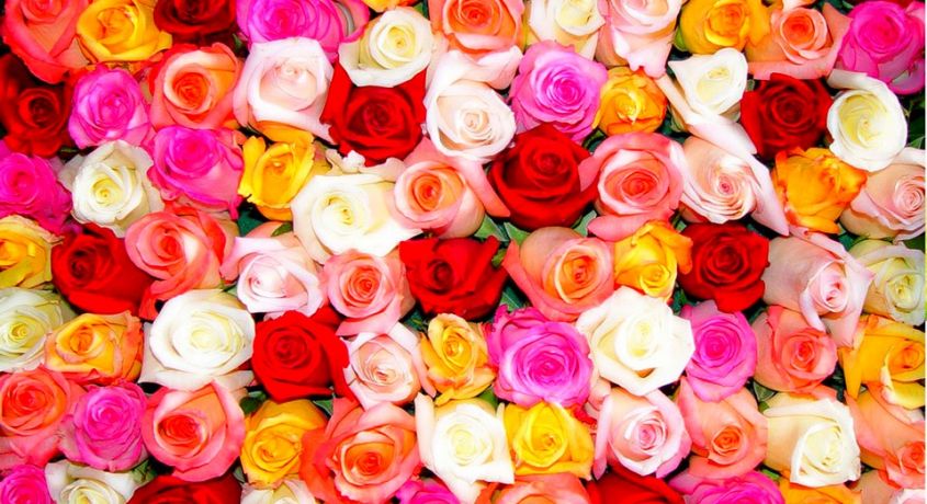Миллион миллион разных роз! Скидка 50% на любое количество эквадорских, кенийский или российский роз.