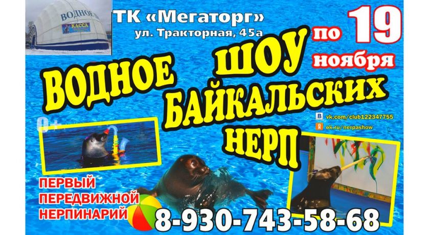 Спешите! Только до 19 ноября! Два билета на водное шоу Байкальских нерп со скидкой 50%.