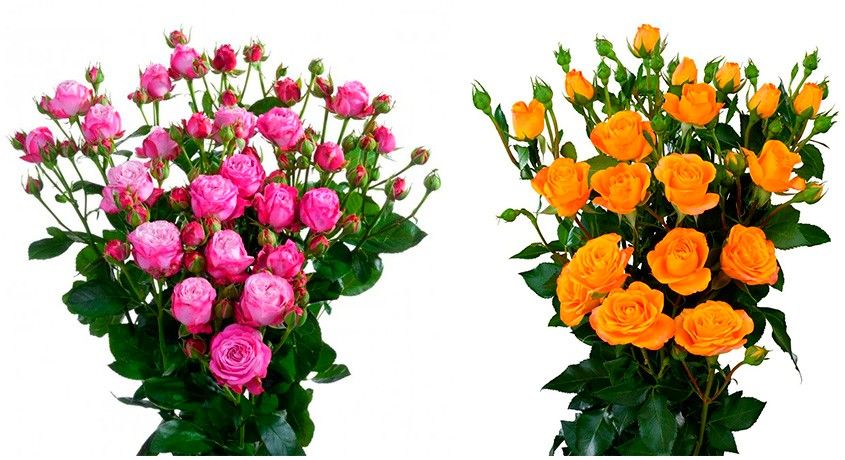 Сделайте комплимент любимым! Скидка 50% на доставку букетов из роз, кустовых роз или кустовых хризантем.
