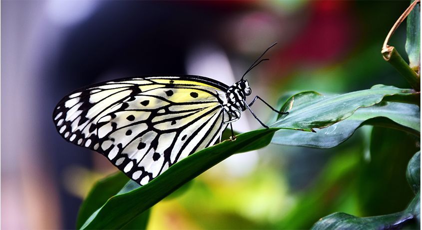 Живой красивый подарок! Тропические бабочки, фермы из бабочек или салюты от магазина-студии «Поликсена» со скидкой 50%