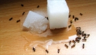 Дезинфекция дома от муравьев