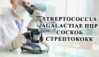 Streptococcus agalaсtiae ПЦР соскоб стрептококк