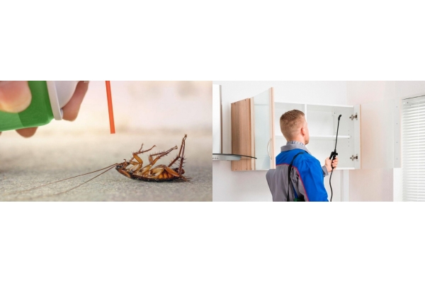 Дезинфекция жилого помещения от тараканов