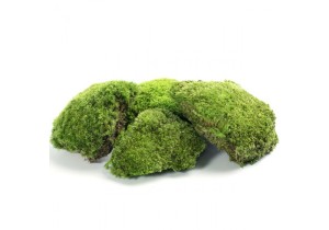 Стабилизированный мох зеленый