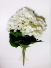 Гортензия, куст (5 соцветий) белый