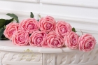 Роза пионовидная молочно-розовая