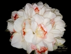 Орхидея Цимбидиум композиция белый