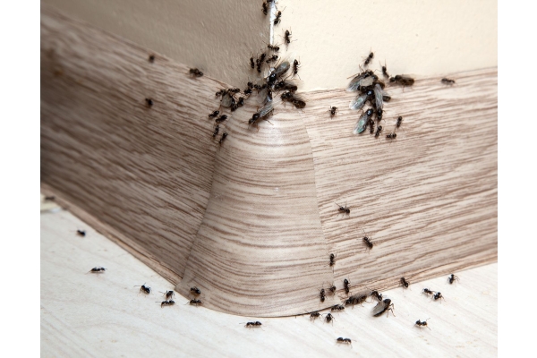 Дезинфекция от муравьев в квартире