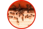 Дезинсекция помещений от муравьев