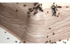 Травля муравьев в доме