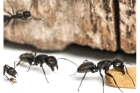 Травля муравьев в квартире