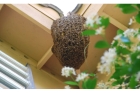 Уничтожение пчелиных гнезд 