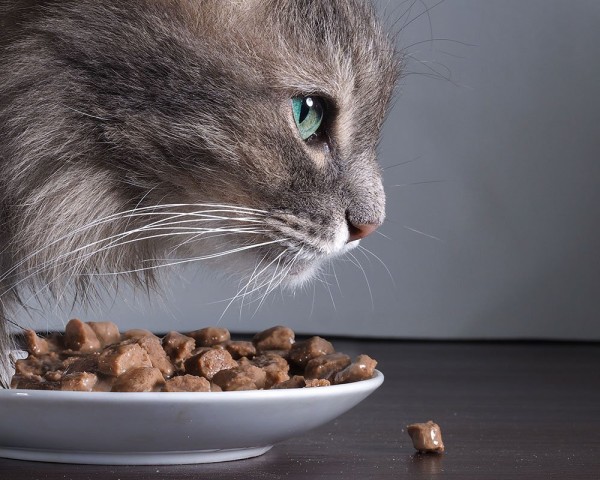 Как подобрать правильно корм для кошки?