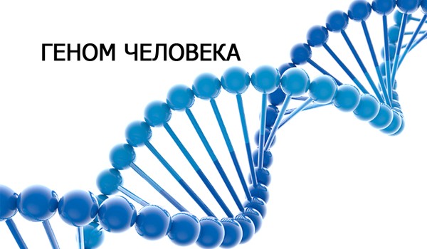 Из чего состоит геном человека?